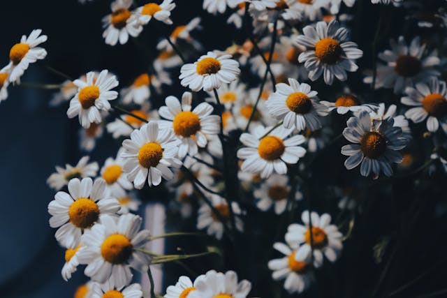 How Cremation Services Respect Individual Wishes