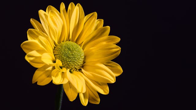 When Cremation Services Reduce Emotional Strain