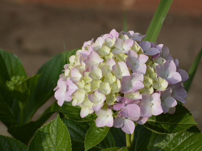 Finding Peace Through Well-Planned Cremation Services