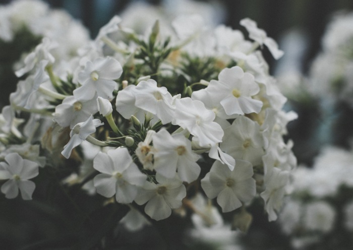 Cremation Services That Adapt to Every Family’s Needs