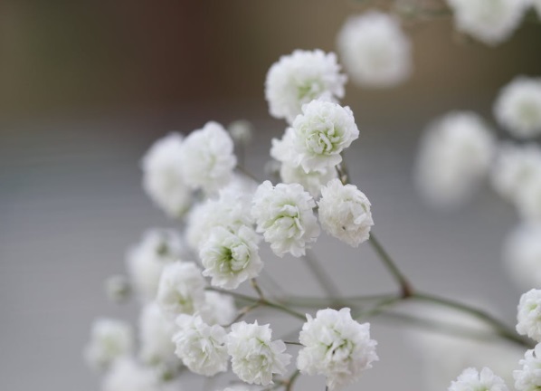 When Cremation Services Help Families Stay Grounded